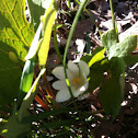 Bloodroot