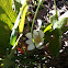 Bloodroot