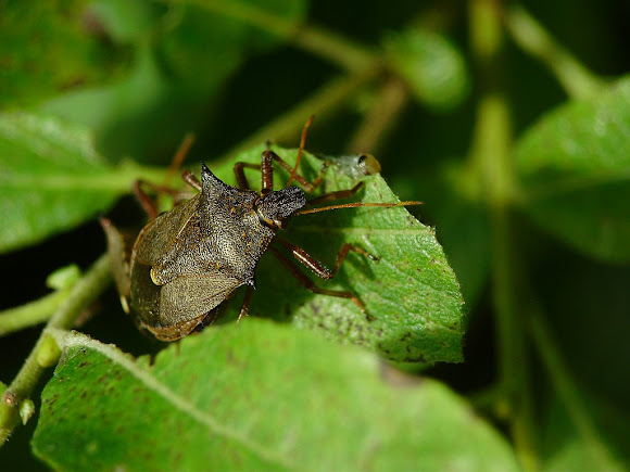 Spotting Image 1