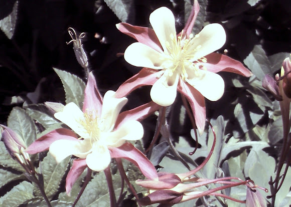 Spotting Image 1