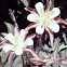 Columbine