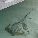 Whiptail Stingray
