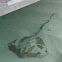 Whiptail Stingray