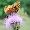 Field Thistle