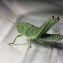 Vagrant Grasshopper