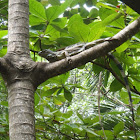 Green Iguana