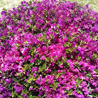 Bougainvillea