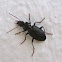 Common Black Ground Beetle