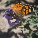 Monarch Butterfly