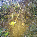 Brown Gerygone nest