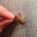 Cricket (common feeder)