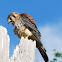 American Kestrel