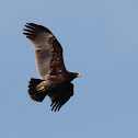 Greater Spotted Eagle