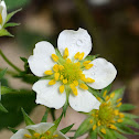 Woodland Strawberry