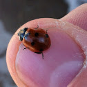 Seven spotted ladybug
