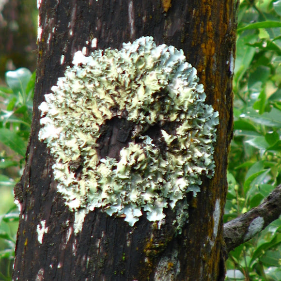 Spotting Image 1