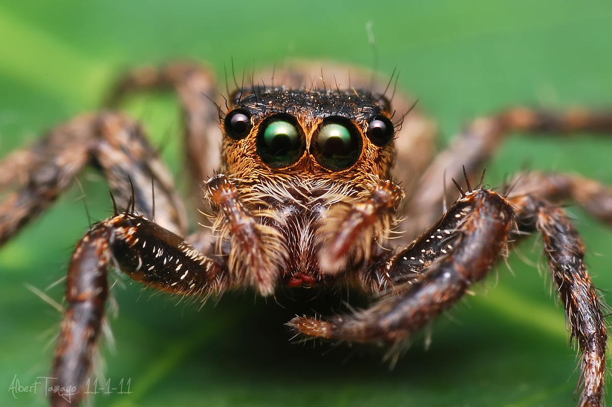 Jumping Spider - Common Housefly Catcher (Female)