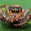 Jumping Spider - Common Housefly Catcher (Female)