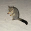 Common Brushtail Possum