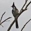 Red-whiskered Bulbul