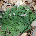 Dutchman's Breeches