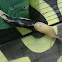 Pacific Banana Slug