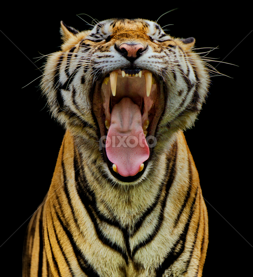 Yawning Wild by Charliemagne Unggay - Animals Lions, Tigers & Big Cats ( wild, big cats, animals, tiger, sharp teeth )