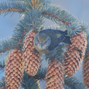Red Crossbill - female