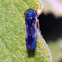 Leafhopper