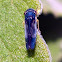 Leafhopper