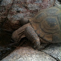 Morafka’s desert tortoise