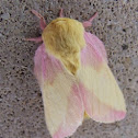 Rosy Maple Moth