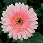 Gerbera