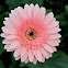 Gerbera
