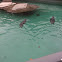 sea lion