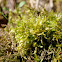 Sphagnum Moss