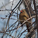 Northern Cardinal (female)