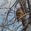 Northern Cardinal (female)