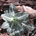 Dwarf rattlesnake plantain