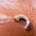 A species of Grub worm