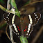 Nymphalid butterfly