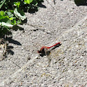 White-faced Meadowhawk