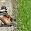 Killdeer - acting out boken wing decoy