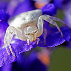 Crab spider