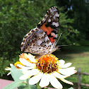 Painted Lady