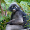 Dusky Langur