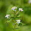 Garlic Mustard