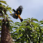Yellow-rumped Cacique