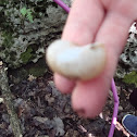 snail