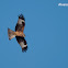 Milano real, Red kite